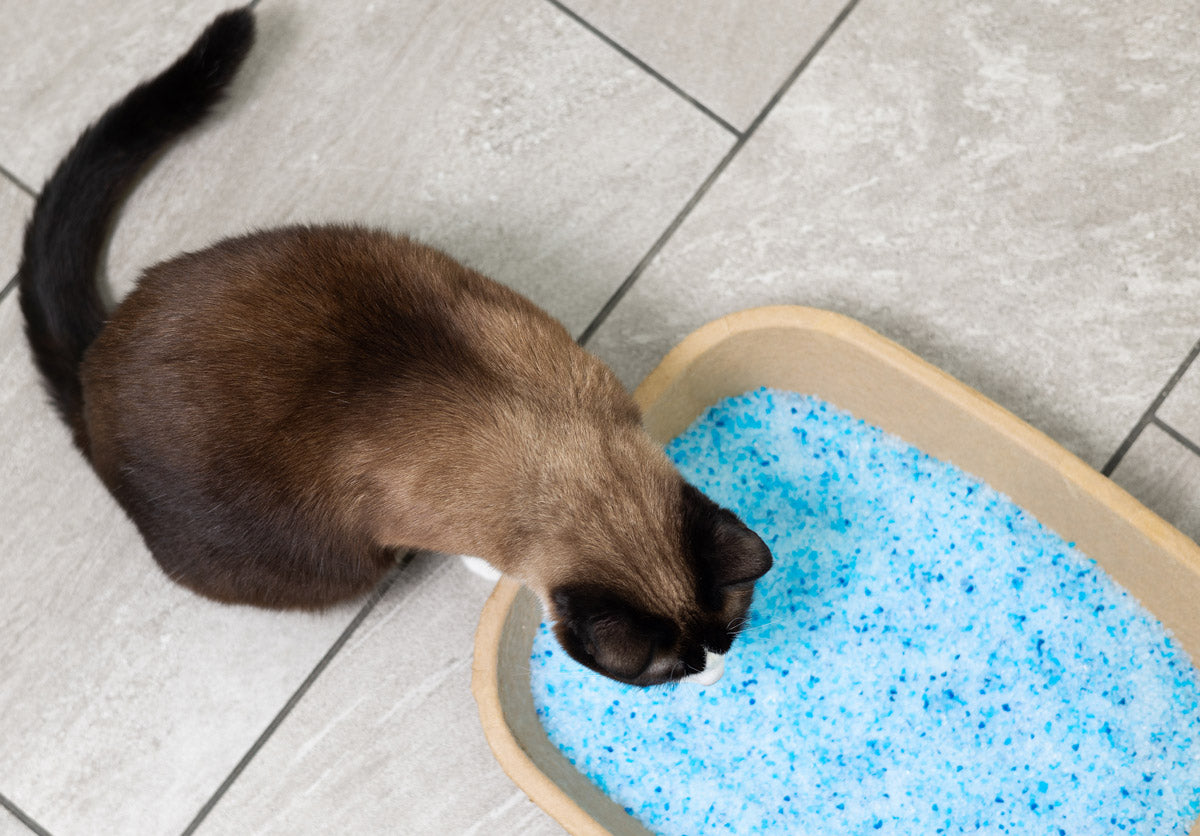 A Clean Litter Box Makes A Happy Cat!